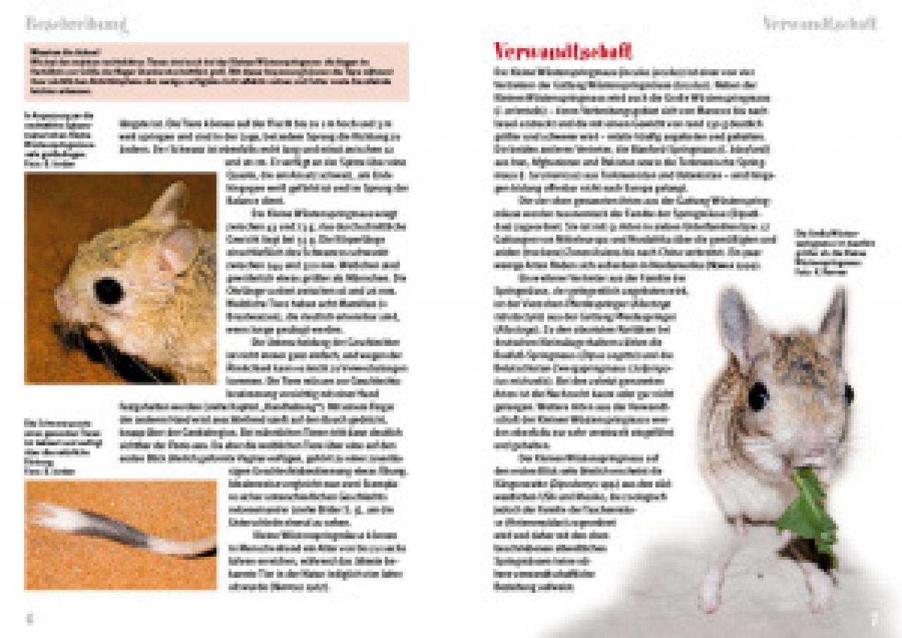 Die Kleine Wüstenspringmaus